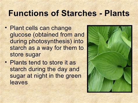 Where is Starch Stored in Plants