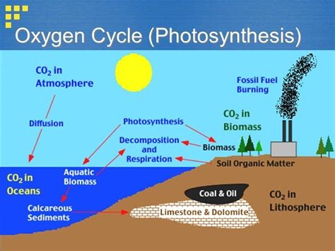 Oxygen cycle vector illustration in 2020 Oxygen, Earth processes, Cycle