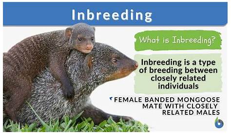 Inbreeding - Definition and Examples - Biology Online Dictionary