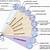 what is the phase where chromatin condenses to form chromosomes