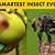 what is the smartest insect