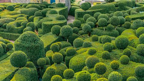 11 Best Topiary Plants to Grow