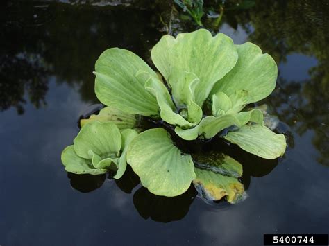 Water Lettuce Pond Plants How To Grow Water Lettuce