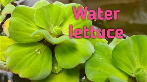 Water Lettuce (Pistia) Complete Care Guide For Beginners