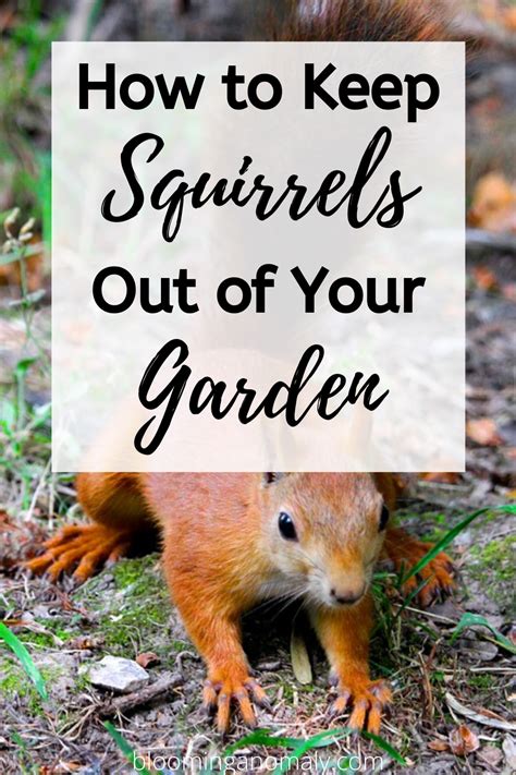 How To Keep Squirrels Out Of The Garden Garten, Eichhörnchen