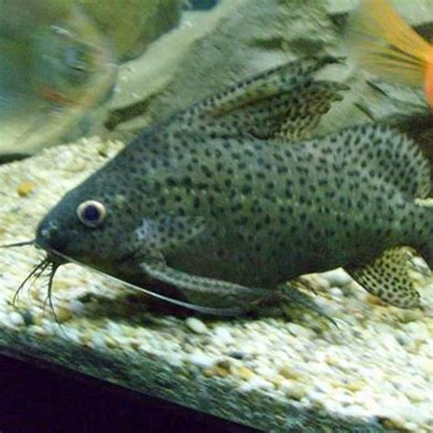 Spotted catfish with African Cichlids Synodontis Multipunctatus YouTube