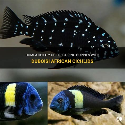 Why choose African cichlids for pets? Aquadecor Backgrounds