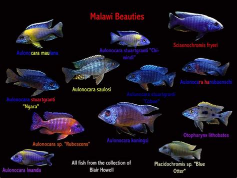 african cichlids AT&T Yahoo Search Results African cichlids