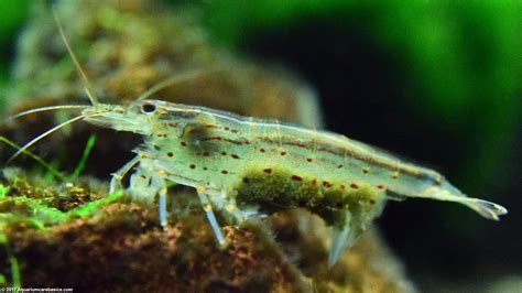 Amano shrimp larva. 2 weeks YouTube