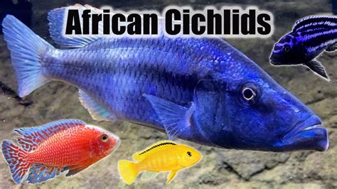 African Cichlid African cichlids, Cichlids, Tropical freshwater fish