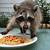 what meat do raccoons eat