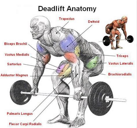 POWERLIFTING WITH DEADLIFT HEALTH, EXERCISE and DIET