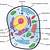 what organelle is not present in an animal cell