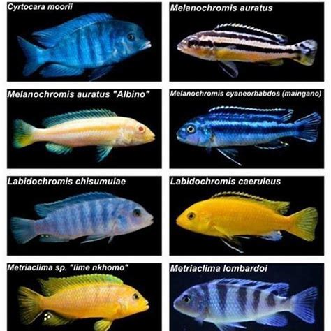 Oooh pretty! (african cichlid) I need one to go with my glow in the