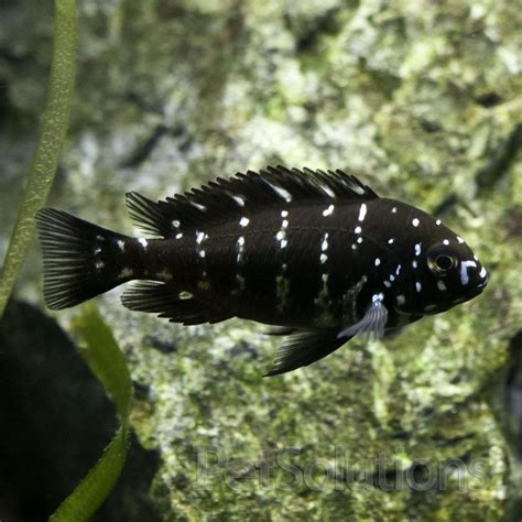 Johannii Cichlid from Lake Malawi, Africa African cichlids, Cichlids