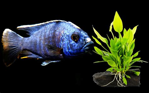 koningsi blue regal Tropical fish aquarium, African cichlids