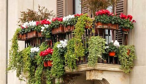 What Plants Are Best For Balcony