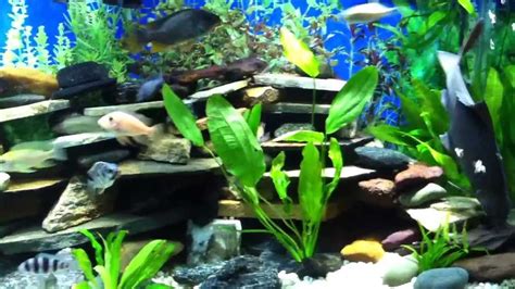 African Cichlid Tank w/ Live Plants YouTube