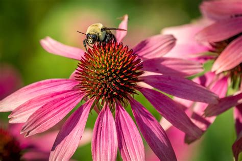 Top 30 Plants That Attract Pollinators