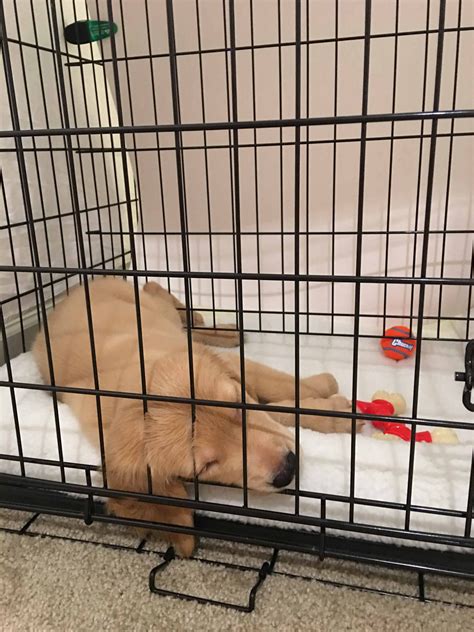 How to Crate Train a Golden Retriever Puppy PetHelpful