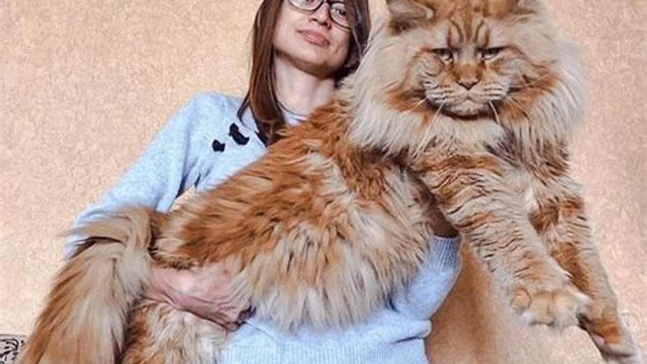What Size is a Maine Coon Cat?
