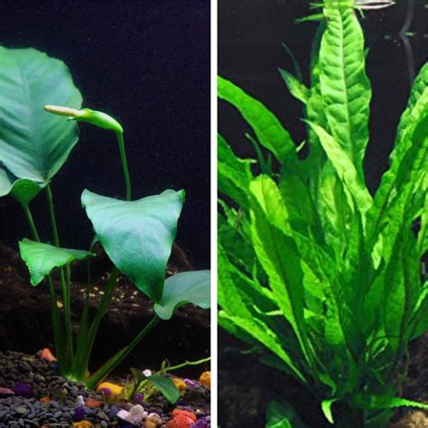 My 36g bow front , Java Fern and Anubias PlantedTank