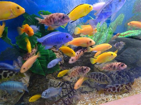 World's Greatest relaxing African Cichlid Aquarium YouTube