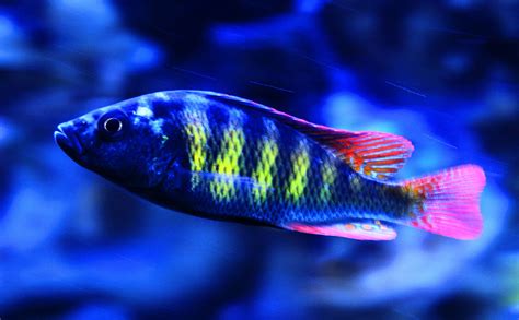 African Cichlids Temperature Everything You Need to Know VIVO Pets