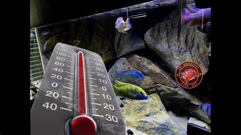 Fish Tank Temperature African Cichlid YouTube