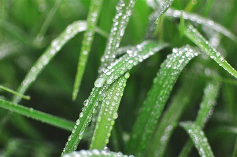 What Is Dew And How Does It Form allieddesigncenter