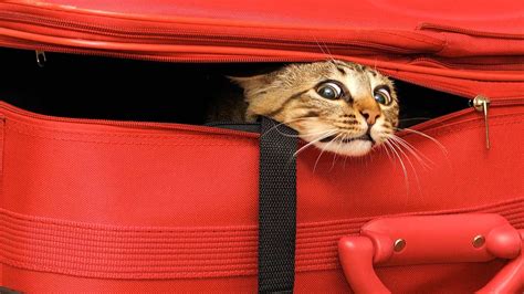 What To Do With Cats When Traveling