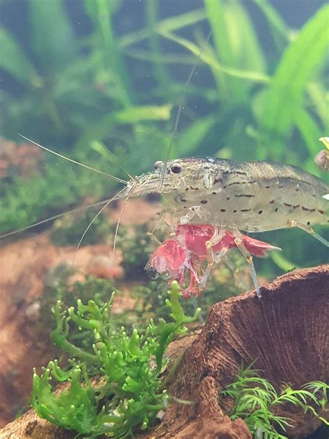Amano shrimp preying on Cherry UK Aquatic Plant Society