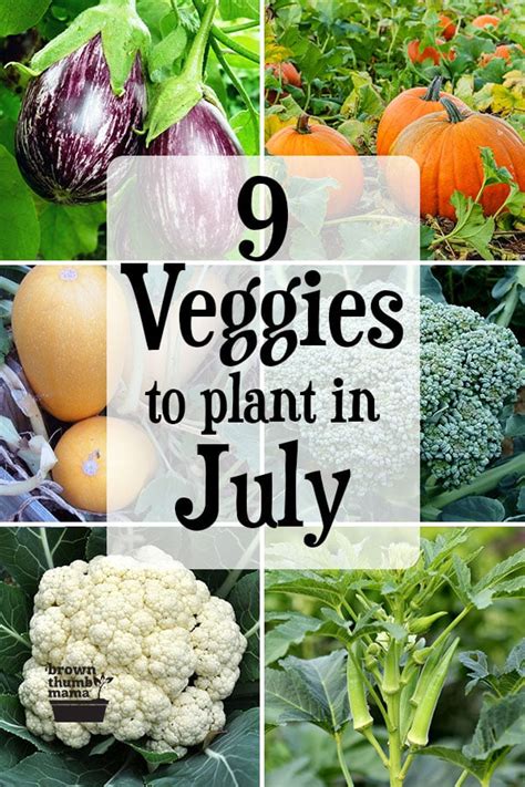Easy Veg To Grow In July Garden Plant