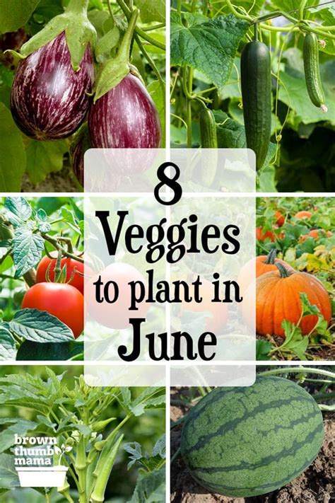 What Flowers to Plant in June Garden Guides