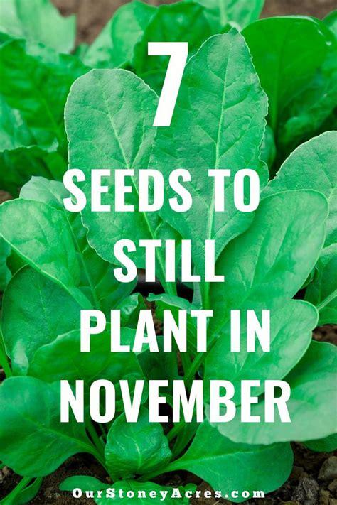 What to Buy, Grow, and Eat in November Little House Living
