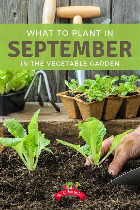 +28 Vegetable Plants For September 2022 OHIONOWCAST.info