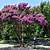 what to grow under crepe myrtles