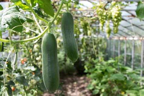 Growing Cucumbers in Container Gardens