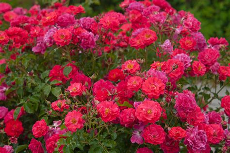How to Grow Patio Roses in Containers HGTV
