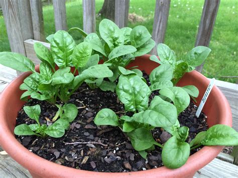 How to Grow Spinach in Pots or Containers super easy (Pictures