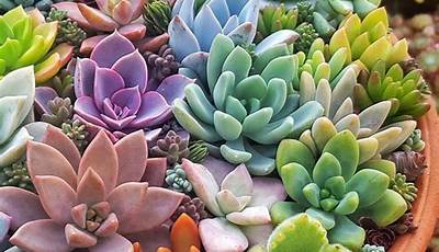 What To Plant Succulents In Soil