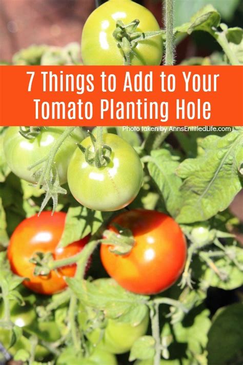 7 Things To Put On Tomato Planting Hole Food garden, Planting