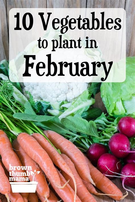 VEGETABLES TO ENJOY IN FEBRUARY AT THE VILLAGE KITCHEN… Season fruits