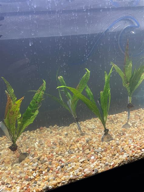 How To Tie Anubias or Java Fern to Driftwood. How to Attach Anubias on