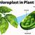 what two layers of the plant contain chloroplasts