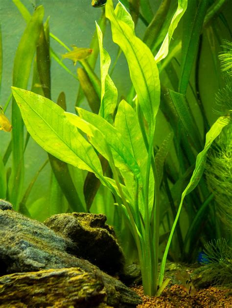 Amazon Sword Propagation Plant Care & Growth The Aquarium Adviser