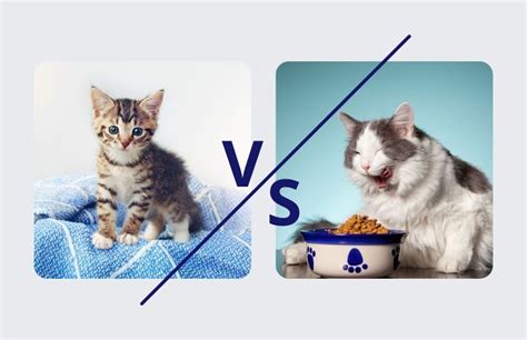 What's The Difference Between Kitten Food And Cat Food