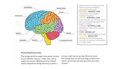 What's Your Brain Doing Worksheet Answers