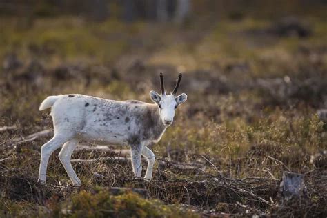 what's a baby reindeer called