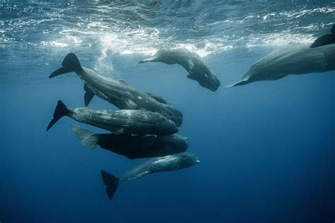 what's a group of whales called